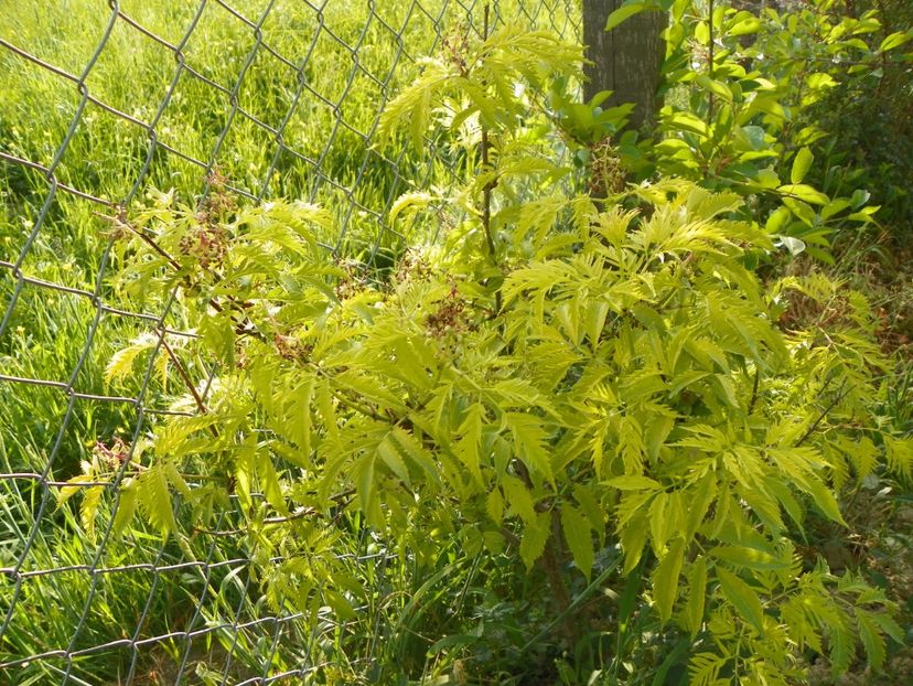 sambucus Southerland Gold - z-Dobarland 2018