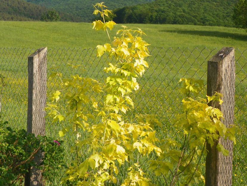 acer negundum Kelly's Gold - z-Dobarland 2018