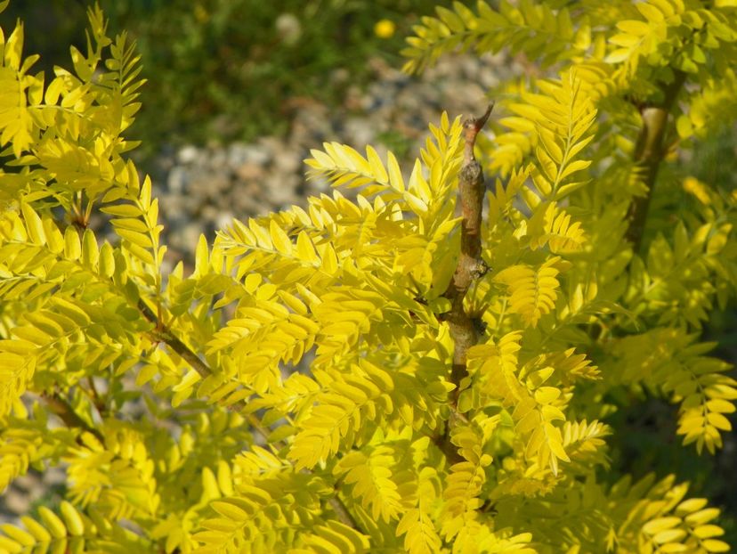 gleditsia Sunburst - z-Dobarland 2018