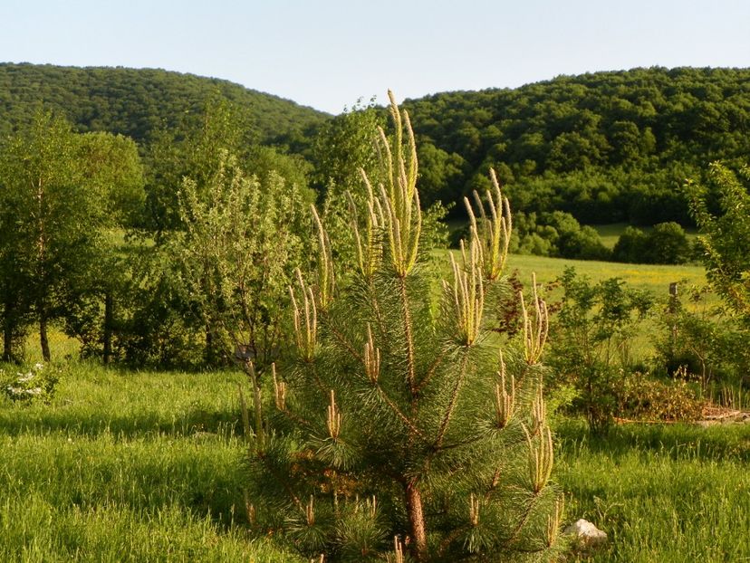 pinus sylvestris - z-Dobarland 2018