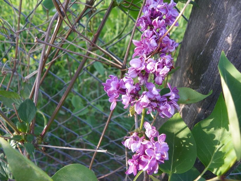 liliac Charles Joly - z-Dobarland 2018