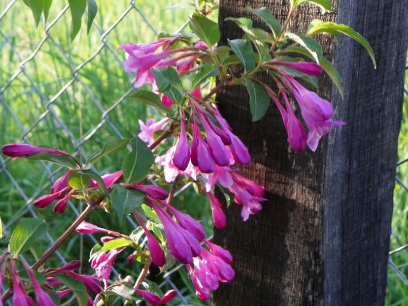 weigela Pink Princess - z-Dobarland 2018