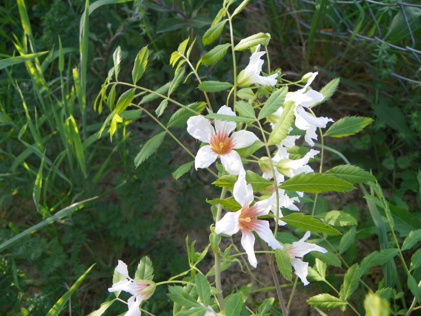 xanthoceras sorbifolium - z-Dobarland 2018