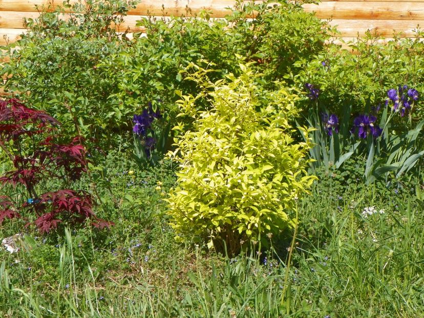 philadelphus aureus si acer palm. Trompenburg - z-Dobarland 2018