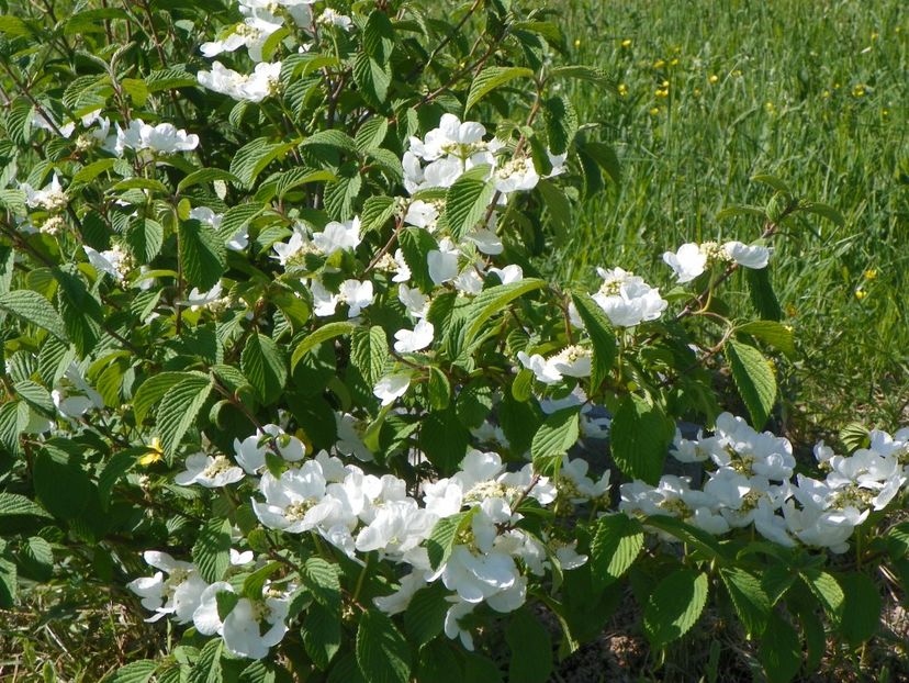 viburnum tomentosum - z-Dobarland 2018