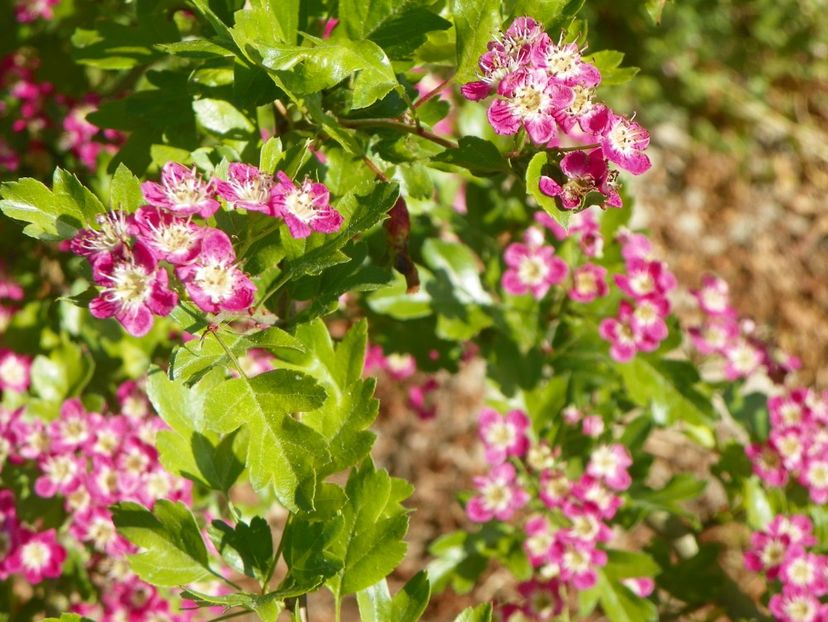 crataegus laevigata Punicea - z-Dobarland 2018