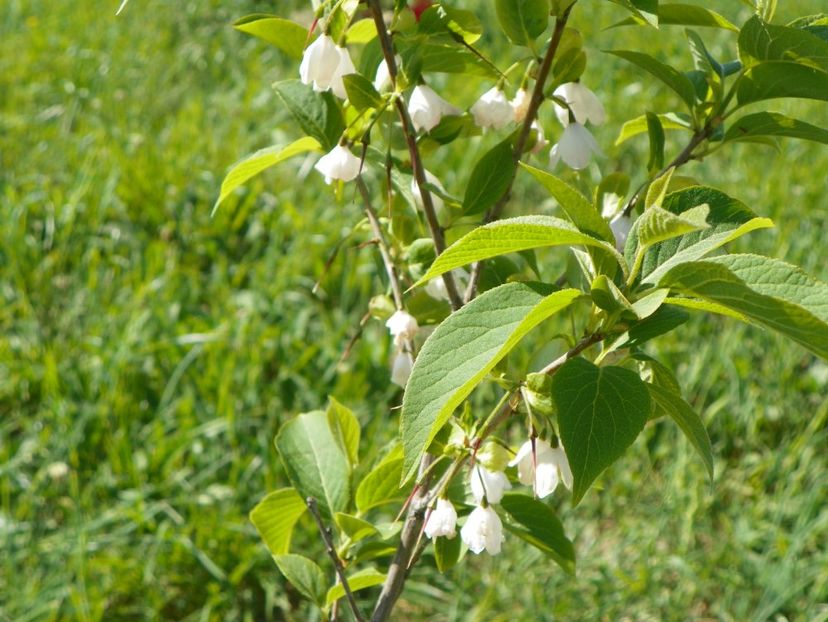 halesia carolina - z-Dobarland 2018