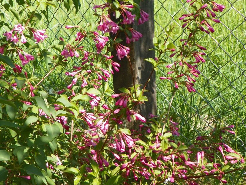 weigela Pink Princess - Dobarland 2018 2