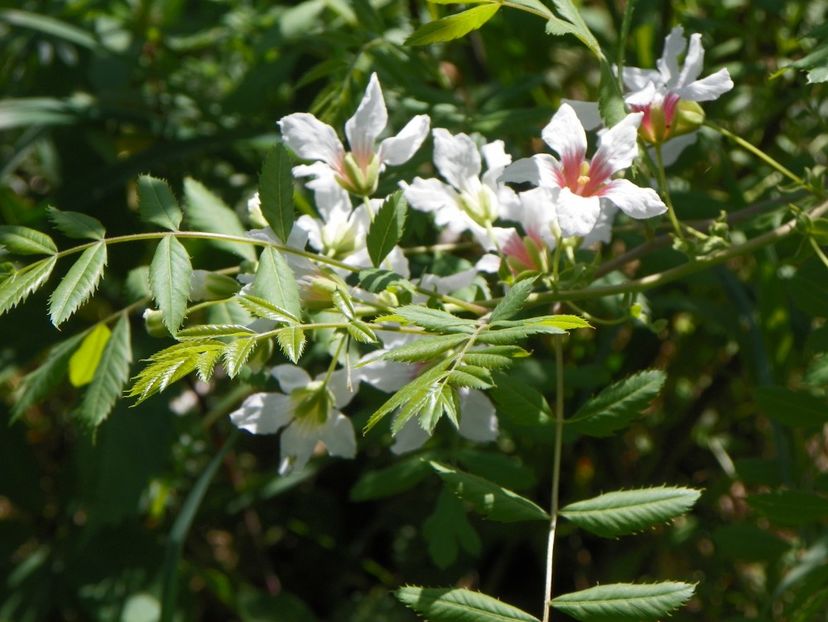 xanthoceras sorbifolium - Dobarland 2018 2