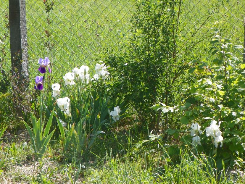iris florentina si germanica - Dobarland 2018 2