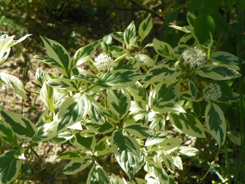 cornus sericea White Gold - Dobarland 2018 2