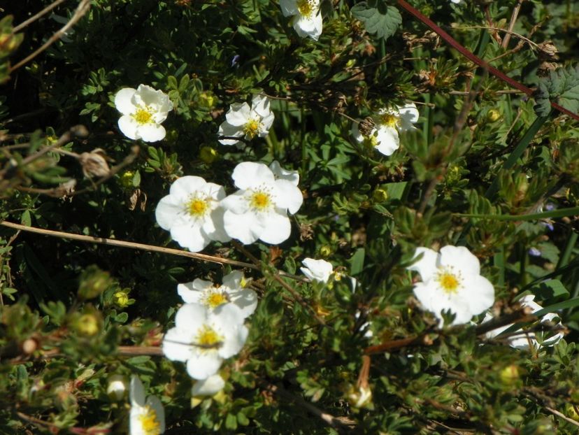 potentilla fruticosa Abbotswood - Dobarland 2018 2