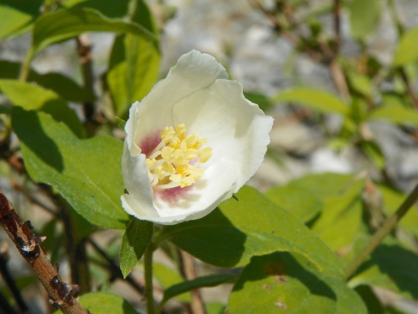 philadelphus Belle Etoile - Dobarland 2018 2