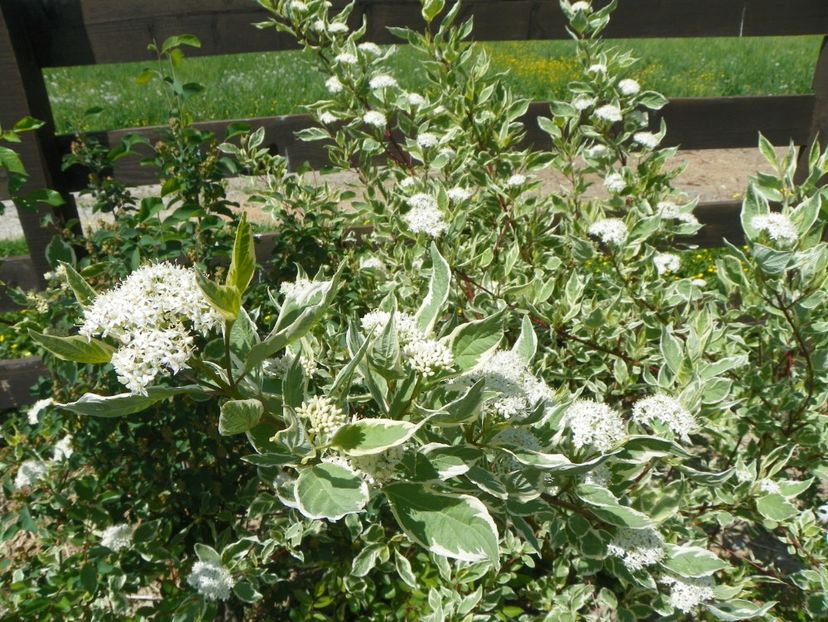 cornus alba sibirica variegata - Dobarland 2018 2
