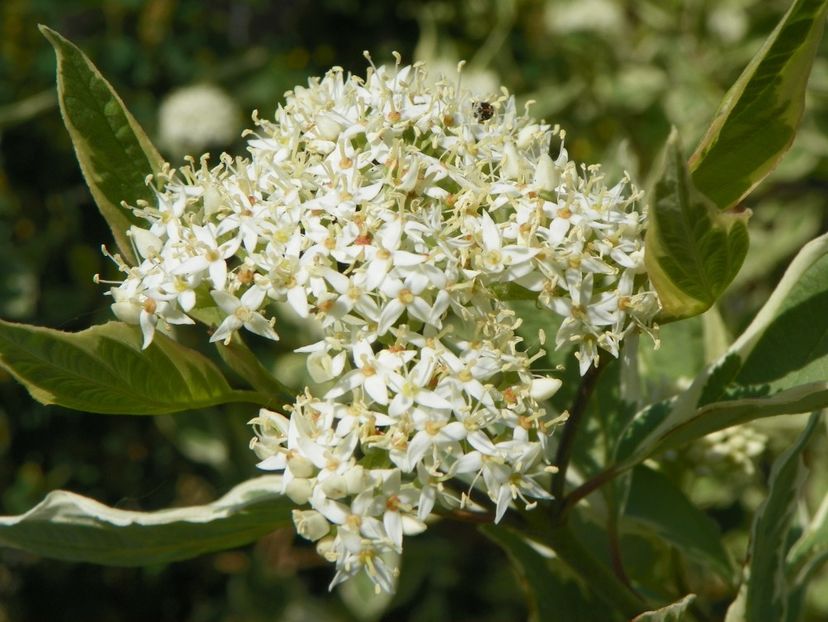 cornus alba sibirica variegata - Dobarland 2018 2