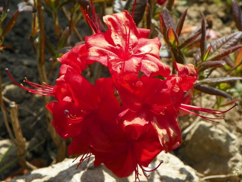 azalea Fireball - Dobarland 2018 2