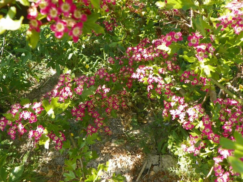 crataegus laevigata Punicea - Dobarland 2018 2