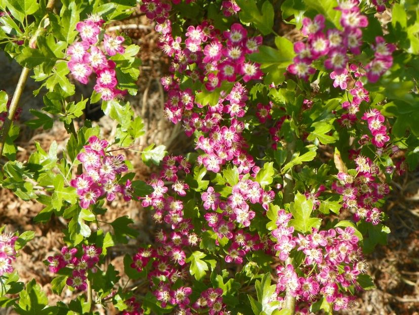 crataegus laevigata Punicea - Dobarland 2018 2