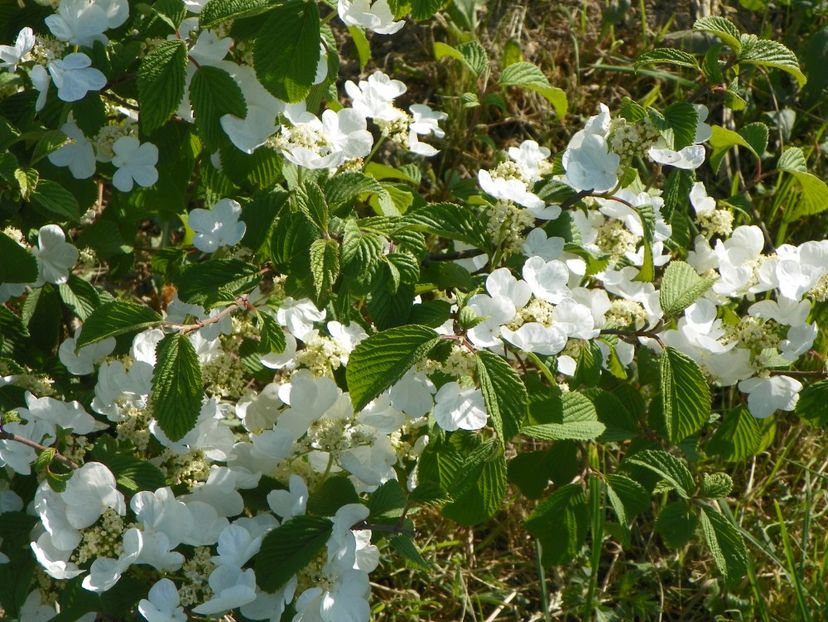 viburnum tomentosum - Dobarland 2018 2
