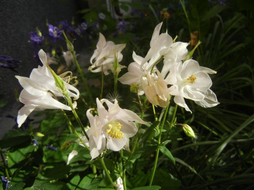 Aquilegia White (2018, May 01) - Aquilegia White