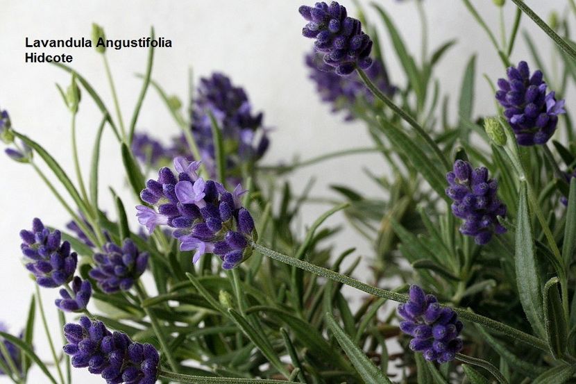 06.05.18 - 01 Lavanda