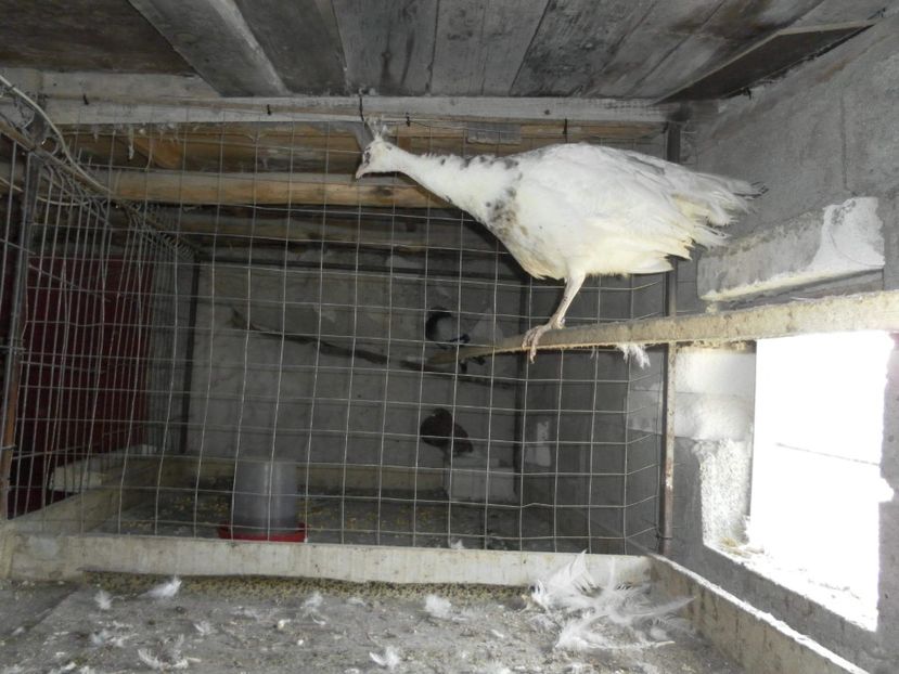 received_1467123646744302 - P--Paunii Silver Pied