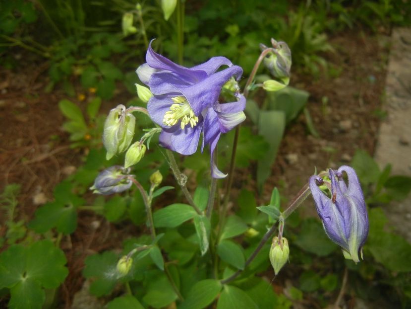 Aquilegia Blue (2018, April 21) - Aquilegia Blue