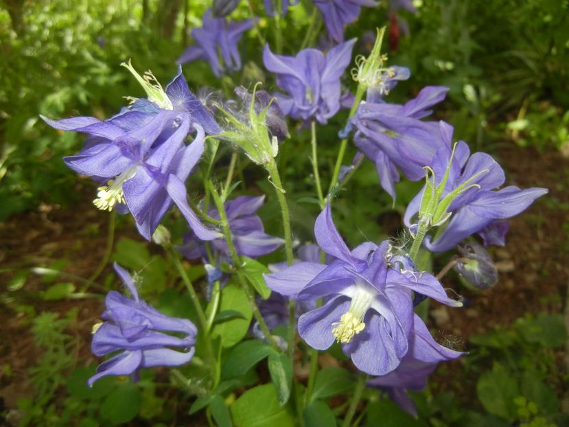 Aquilegia Blue (2018, April 29) - Aquilegia Blue