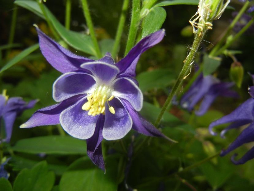 Aquilegia Blue (2018, April 30) - Aquilegia Blue