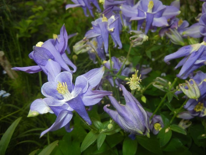 Aquilegia Blue (2018, April 30) - Aquilegia Blue