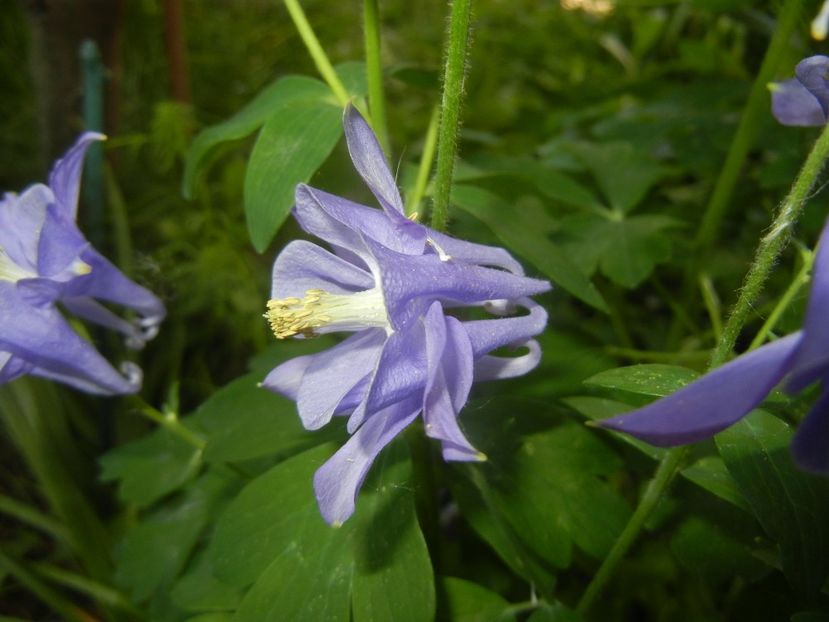 Aquilegia Blue (2018, May 02) - Aquilegia Blue