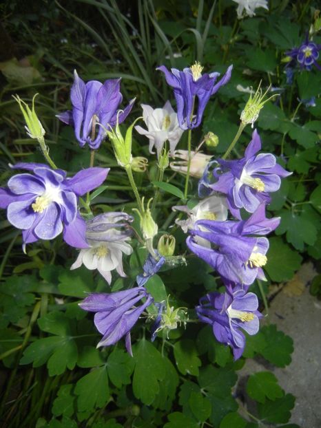 Aquilegia Blue (2018, May 02) - Aquilegia Blue