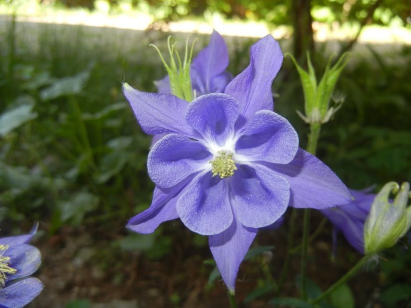 Aquilegia Blue (2018, May 02) - Aquilegia Blue