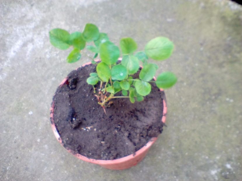 06 05 2018 - Lavaglut