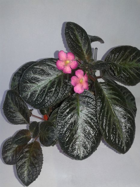  - EPISCIA