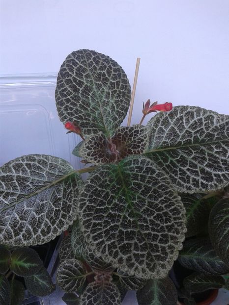  - EPISCIA