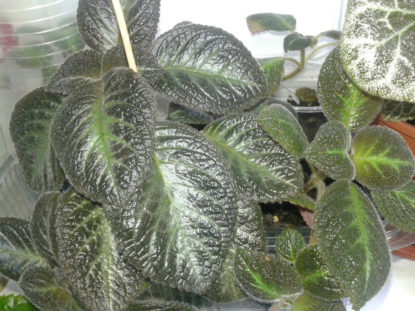  - EPISCIA