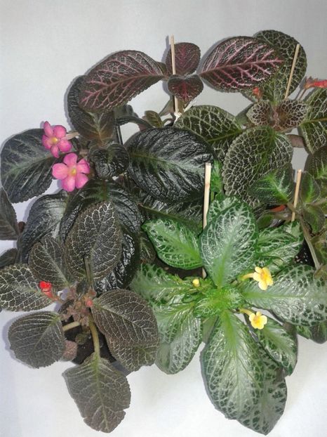  - EPISCIA
