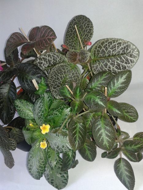  - EPISCIA