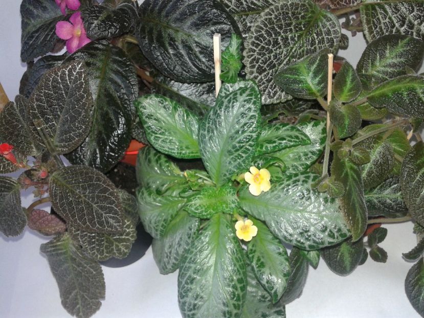  - EPISCIA