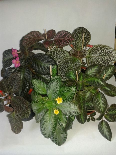  - EPISCIA