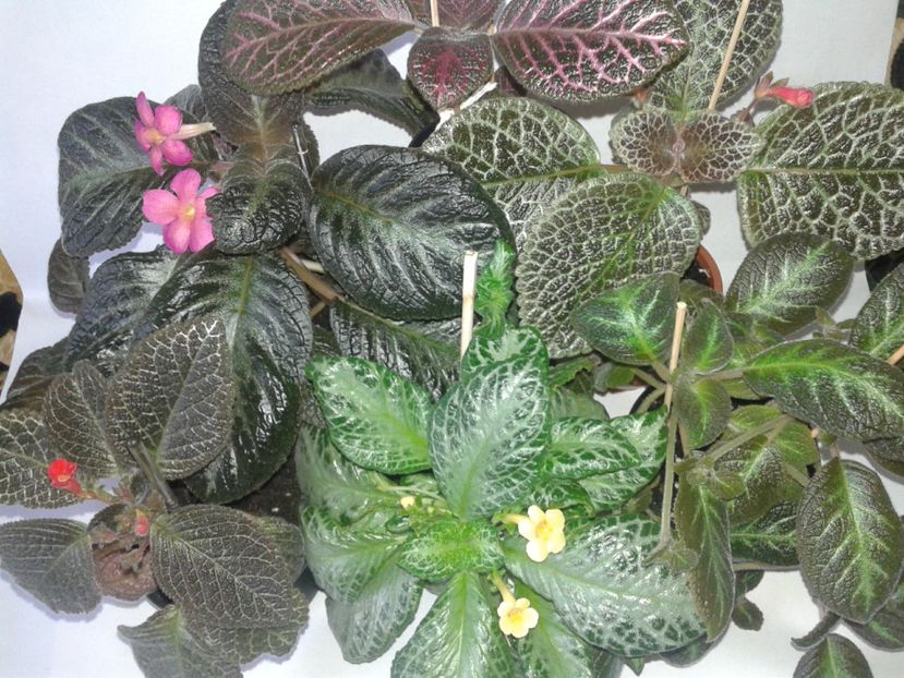  - EPISCIA
