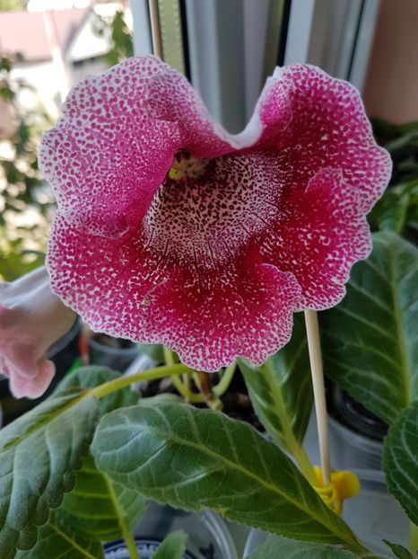  - gloxinia 2018