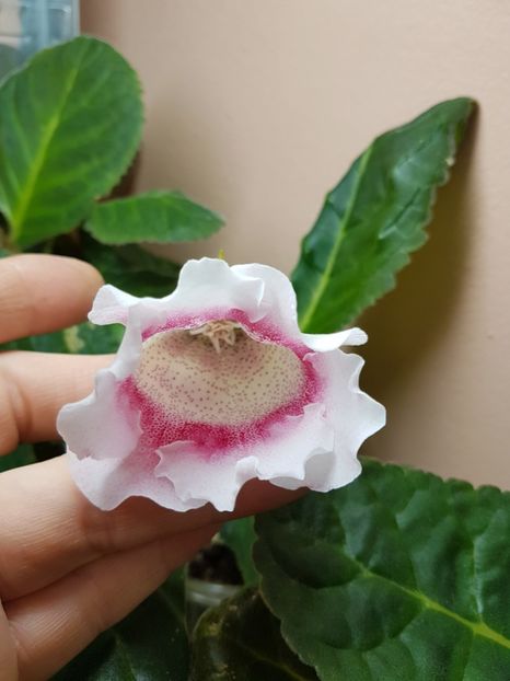  - gloxinia 2018