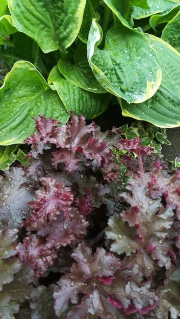  - Gradina la umbra in curs de amenajare