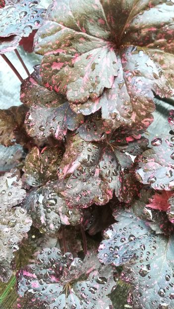  - Gradina la umbra in curs de amenajare