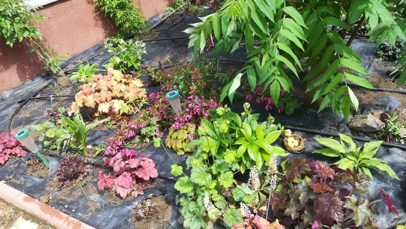  - Gradina la umbra in curs de amenajare