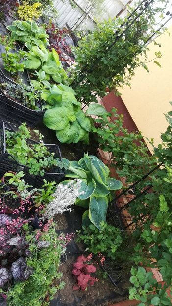  - Gradina la umbra in curs de amenajare