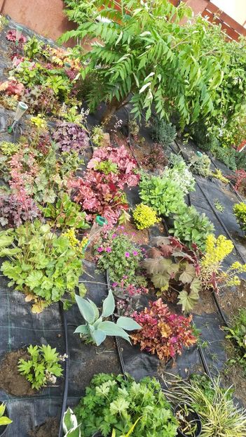  - Gradina la umbra in curs de amenajare