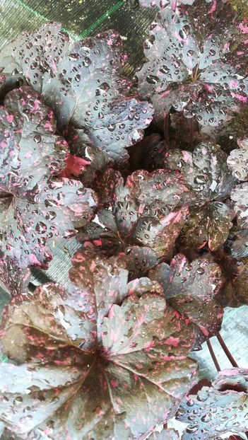  - Gradina la umbra in curs de amenajare